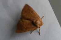 Hoyosia codeti