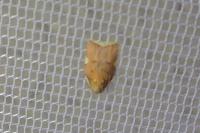 Carcina quercana