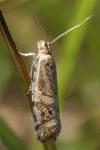 Epinotia mercuriana