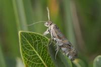 Epinotia mercuriana
