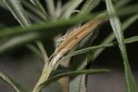 Ypsolopha nemorella