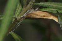 Ypsolopha nemorella