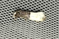 Trichophaga bipartitella