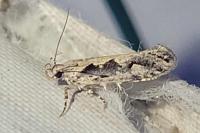 Ornativalva plutelliformis