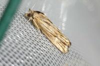 Eucosma