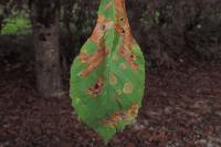 Cameraria ohridella