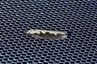 Ethmia bipunctella