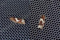 Epiblema foenella