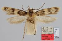 Oegoconia uralskella corsa