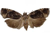Eudemis profundana