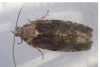 Eudemis profundana