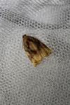 Archips podana