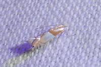 Phyllonorycter roboris