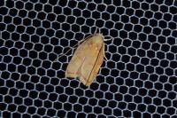 Carcina quercana