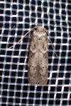 Blastobasis glandulella
