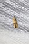 Celypha striana