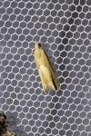 Eucosma conterminana