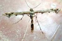 Amblyptilia acanthadactyla