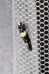 Recurvaria leucatella
