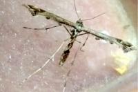 Amblyptilia acanthadactyla