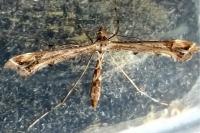 Amblyptilia acanthadactyla