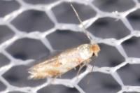 Bucculatrix ulmella