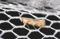 Bucculatrix ulmella