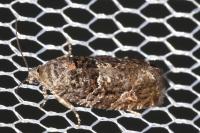 Eudemis profundana