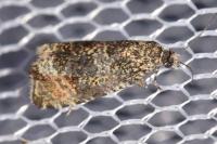 Celypha lacunana
