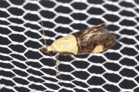 Oecophora bractella