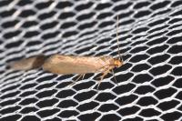 Crassa unitella