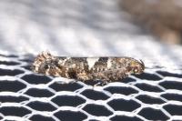Acrolepiopsis assectella