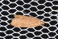 Helcystogramma lutatella