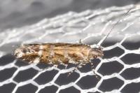 Aristotelia ericinella