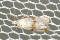 Eupoecilia angustana