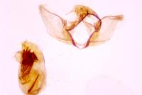 Eupoecilia angustana