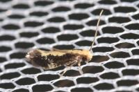 Monopis obviella