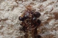 Diplodoma laichartingella