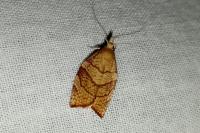 Pandemis corylana