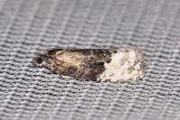 Apotomis betuletana