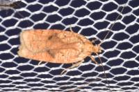 Agonopterix doronicella