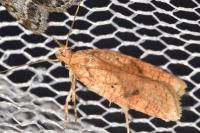 Agonopterix doronicella