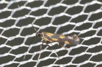 Euspilapteryx auroguttella