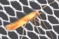 Caloptilia robustella
