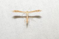 Stenoptilia