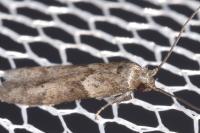 Blastobasis glandulella