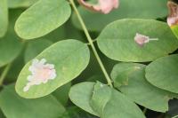 Parectopa robiniella