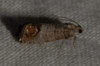 Cydia pomonella