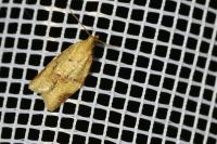 Clepsis consimilana