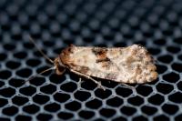 Neocochylis molliculana